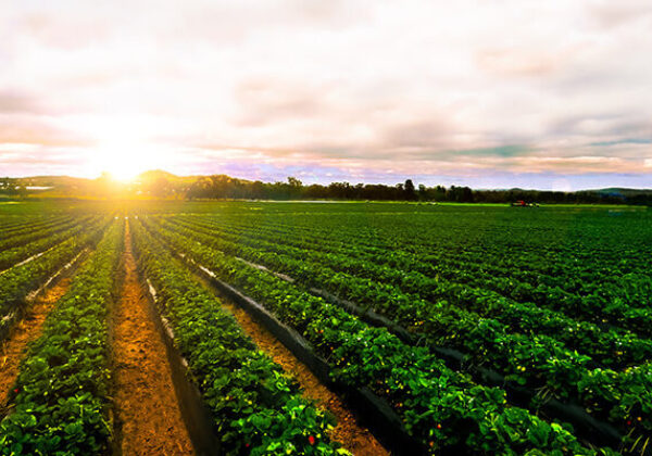 Picture of a farm field