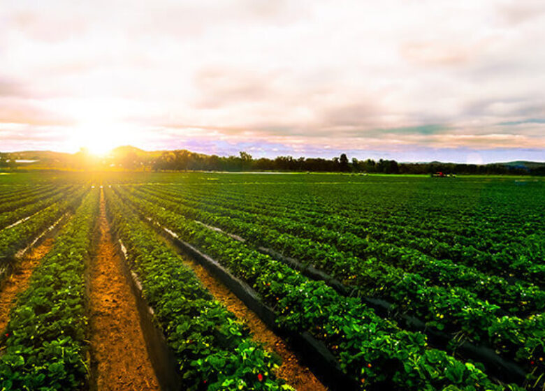 Picture of a farm field